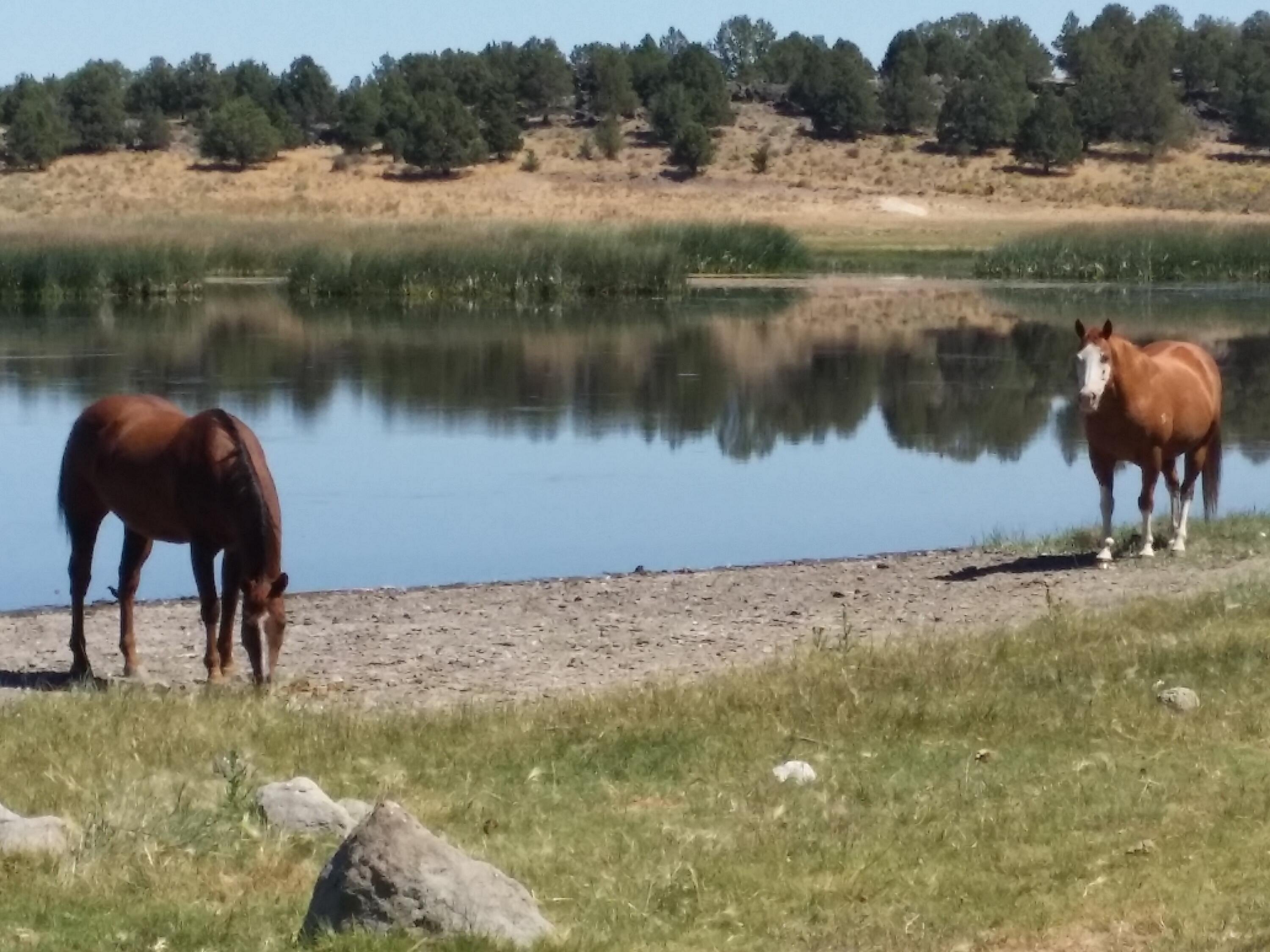 Sprague River 160-Acre Property