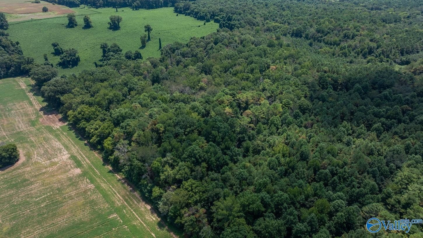 Wooded Land Parcel in Toney