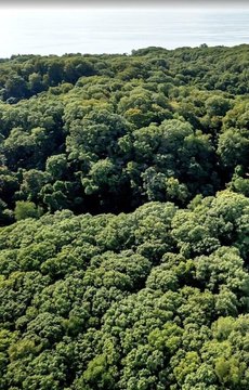 Lush Wooded Lot Near Lakeshore