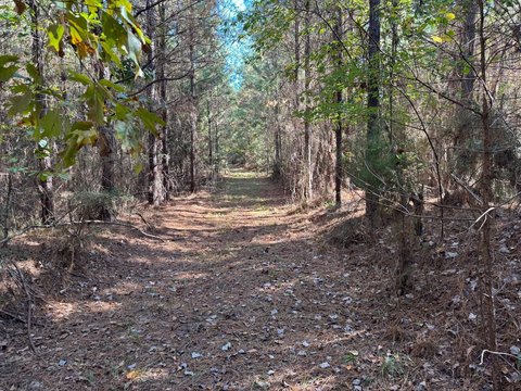 Timber and Hunting Tract Land