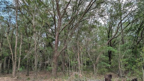 Timberland Tract With Development Potential