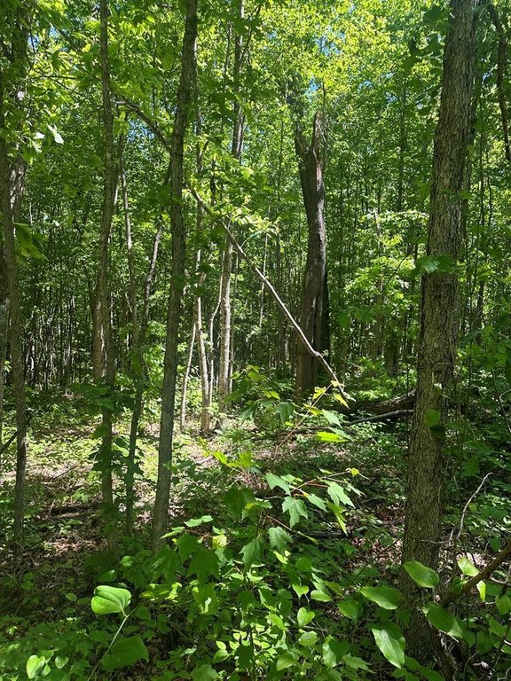 Picture 5