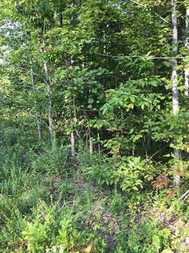 Land, Wilder, TN
