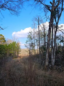 LAND - Collins, MS