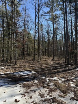 Clinton, AR Wooded Oasis