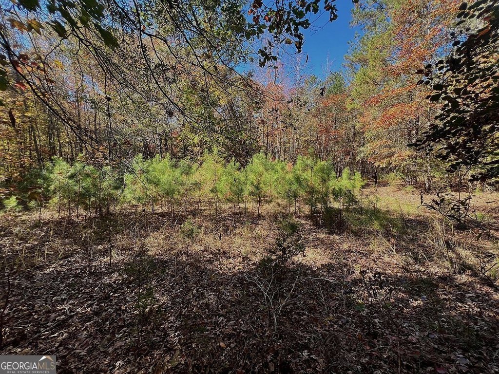 Picture 5