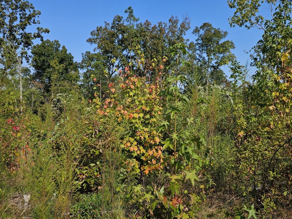 Picture 33