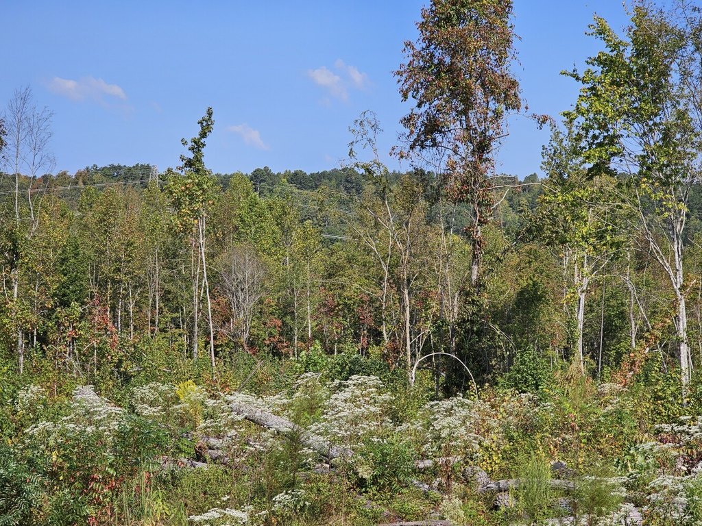 Picture 36