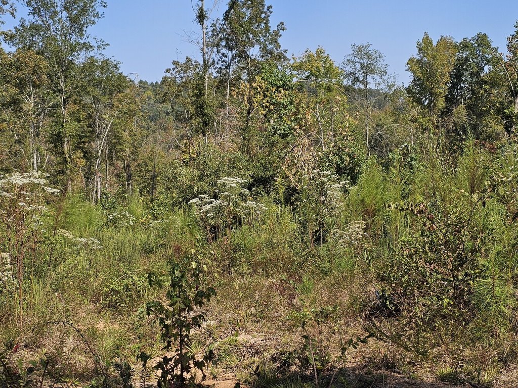 Picture 25