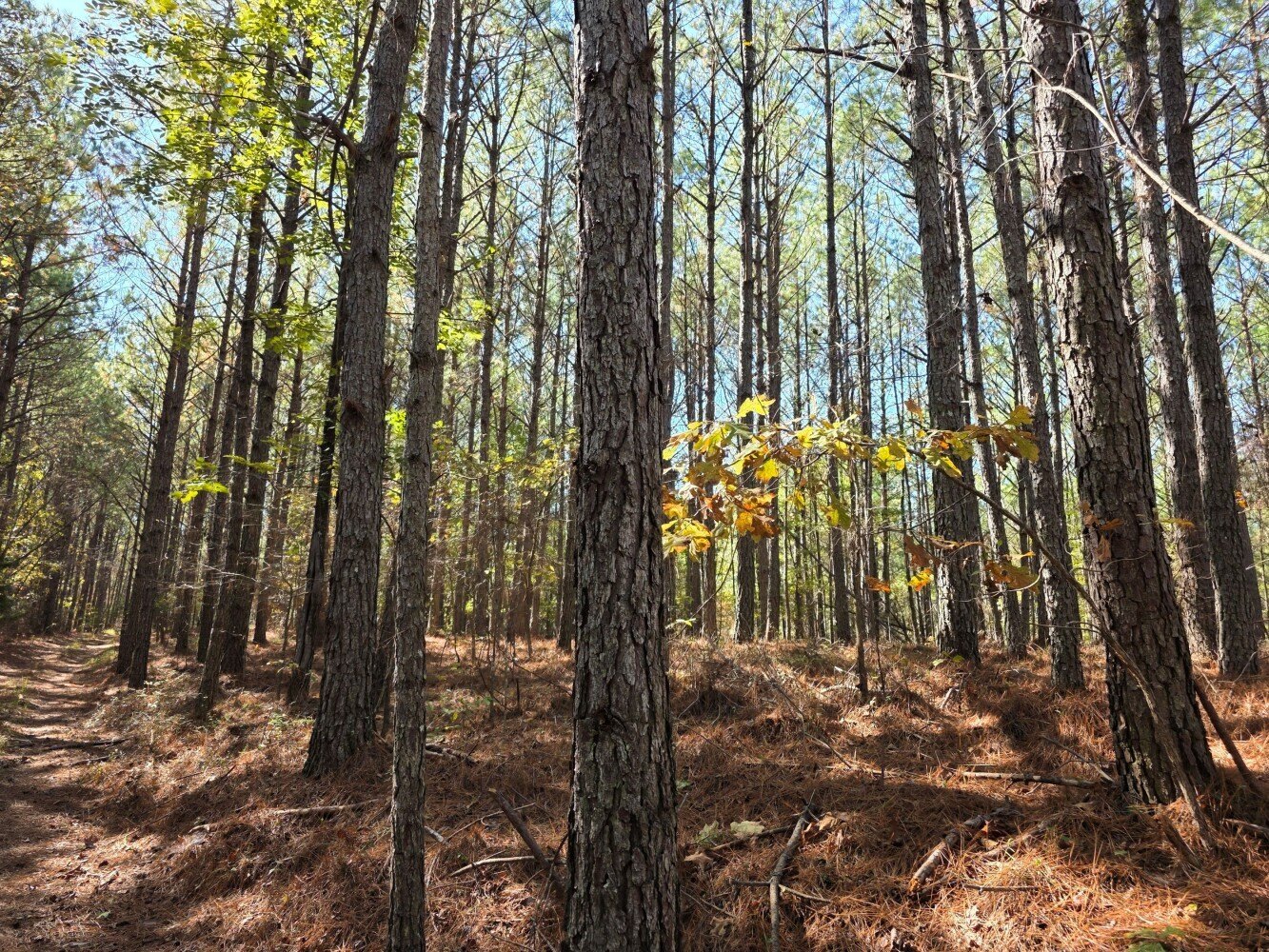 70 Acres Recreational Investment Tract