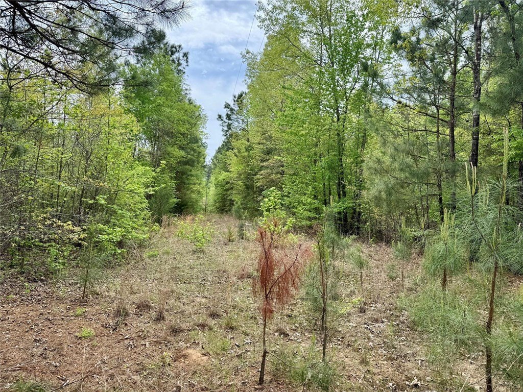 Picture 31