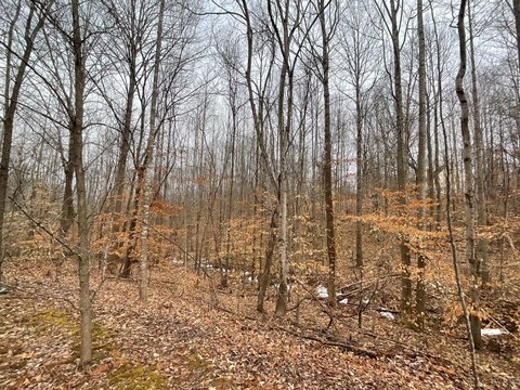 Wooded Land Parcel in Monroe