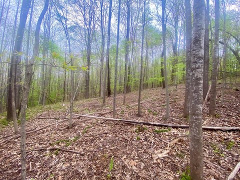 Wooded Land Parcel in Monroe
