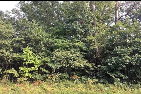 Wooded Corner Lot in Wheatfield