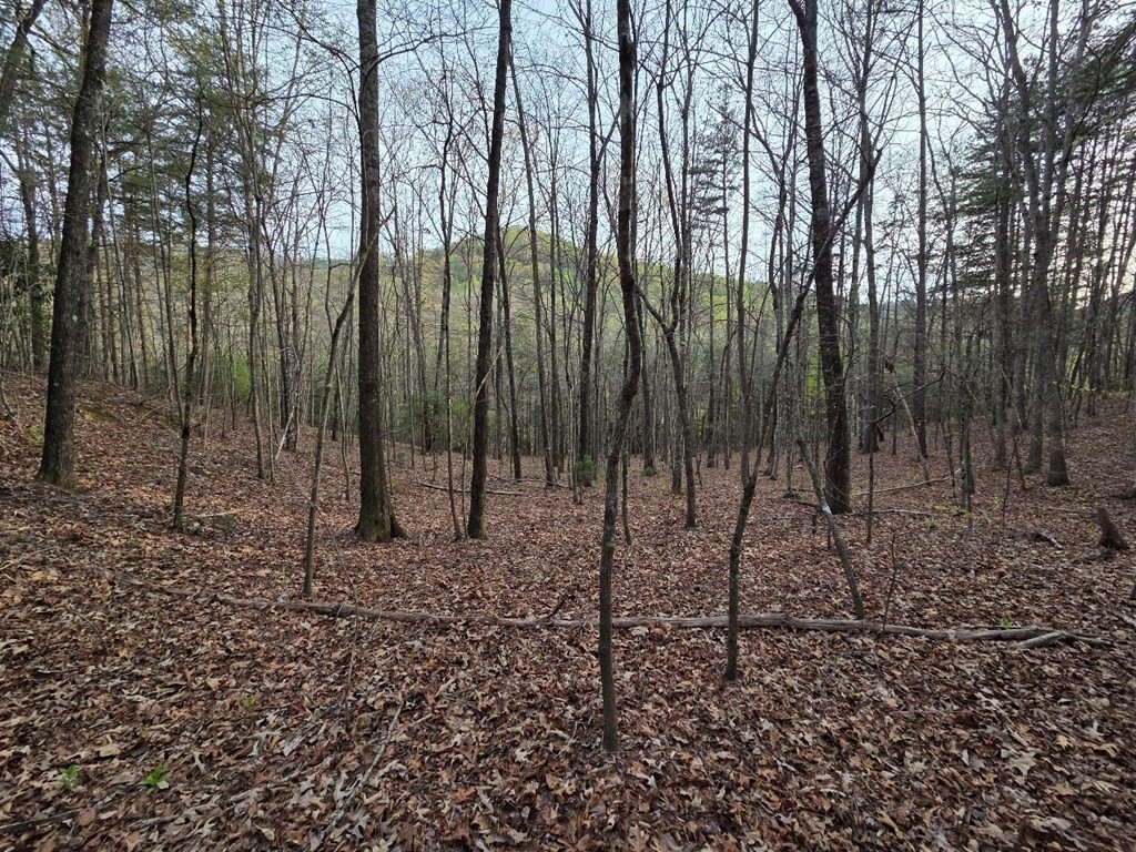 Picture 8
