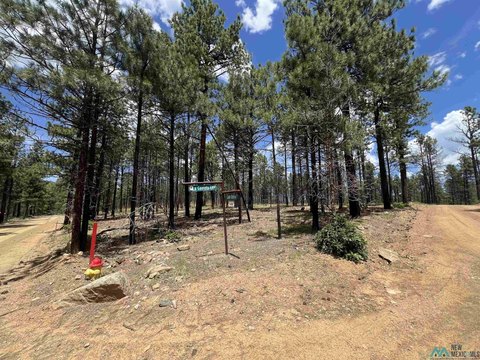 Forested Land in Sangre de Cristo