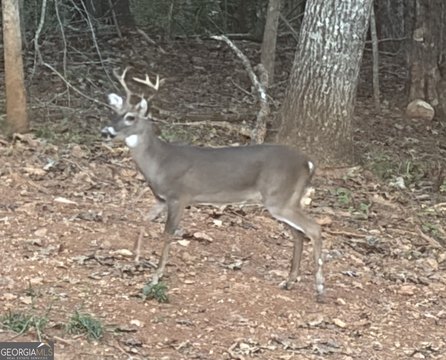 Land, Dahlonega, GA