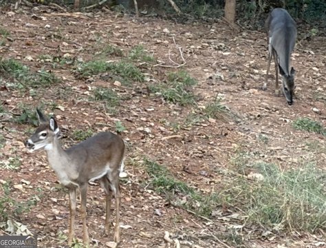 Land, Dahlonega, GA