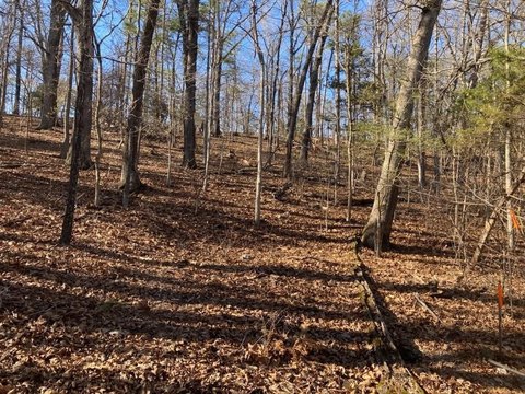 Eureka Springs Wooded Land