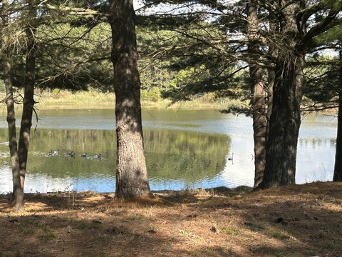 Land on Tullymore Lake