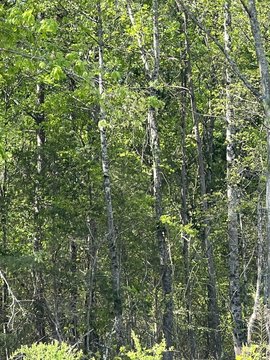 Residential Lot Near Lake Bowen