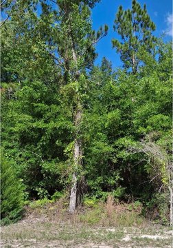 Wooded Residential Lot in O'Brien