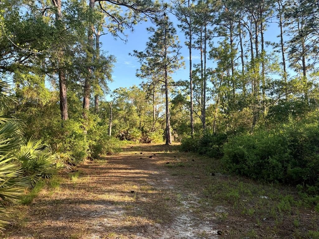 Mainland Lot Near Cedar Key