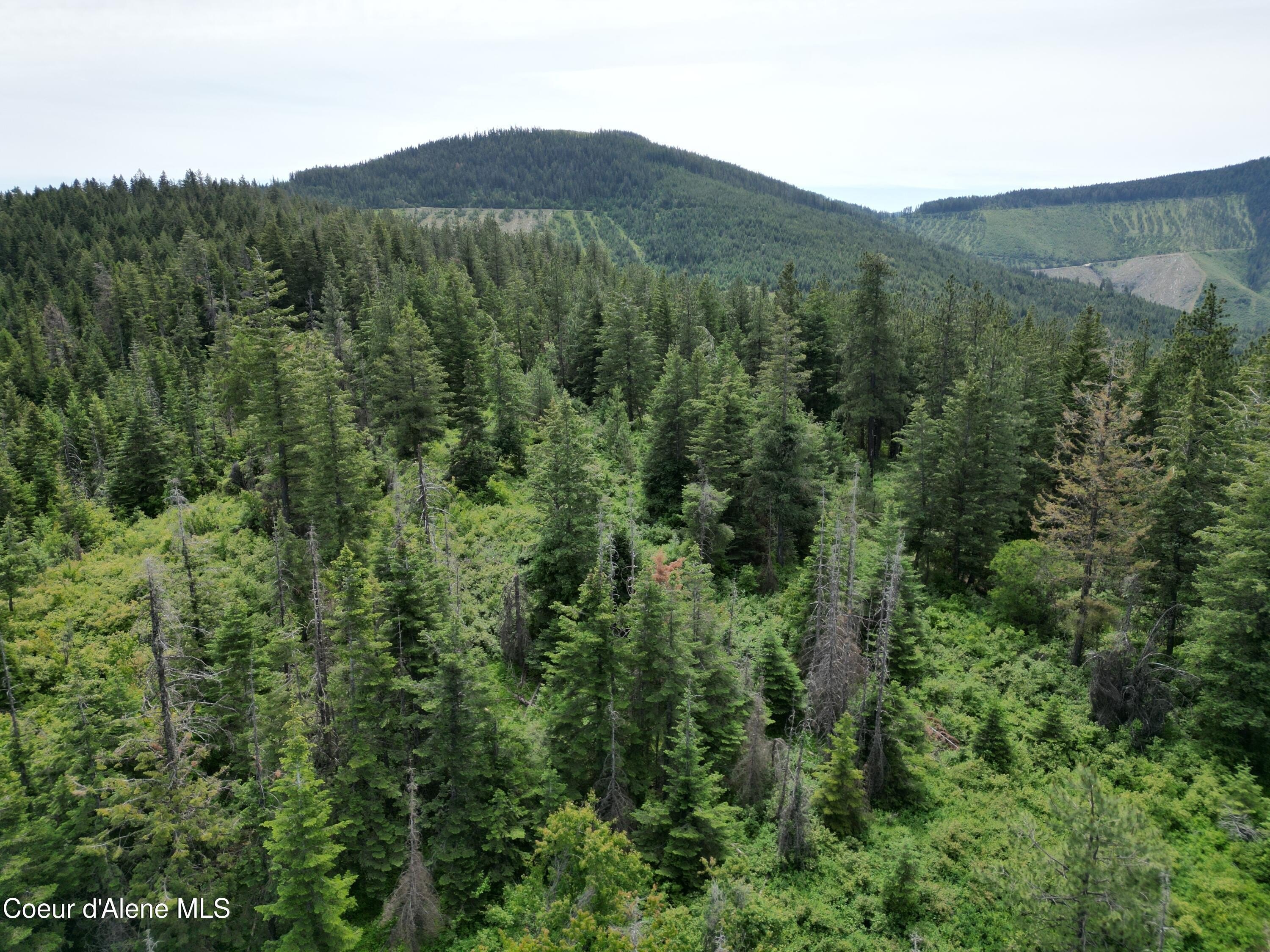 20 Acres Timbered Land