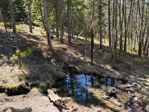 Hunting Land with National Forest Backing