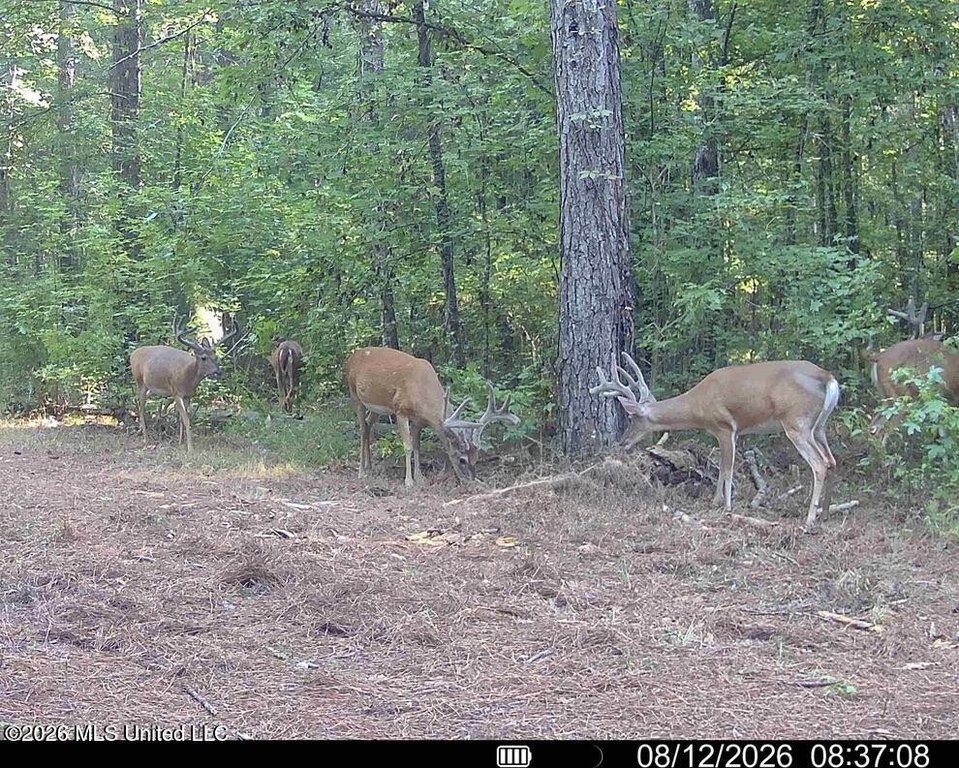 Picture 31