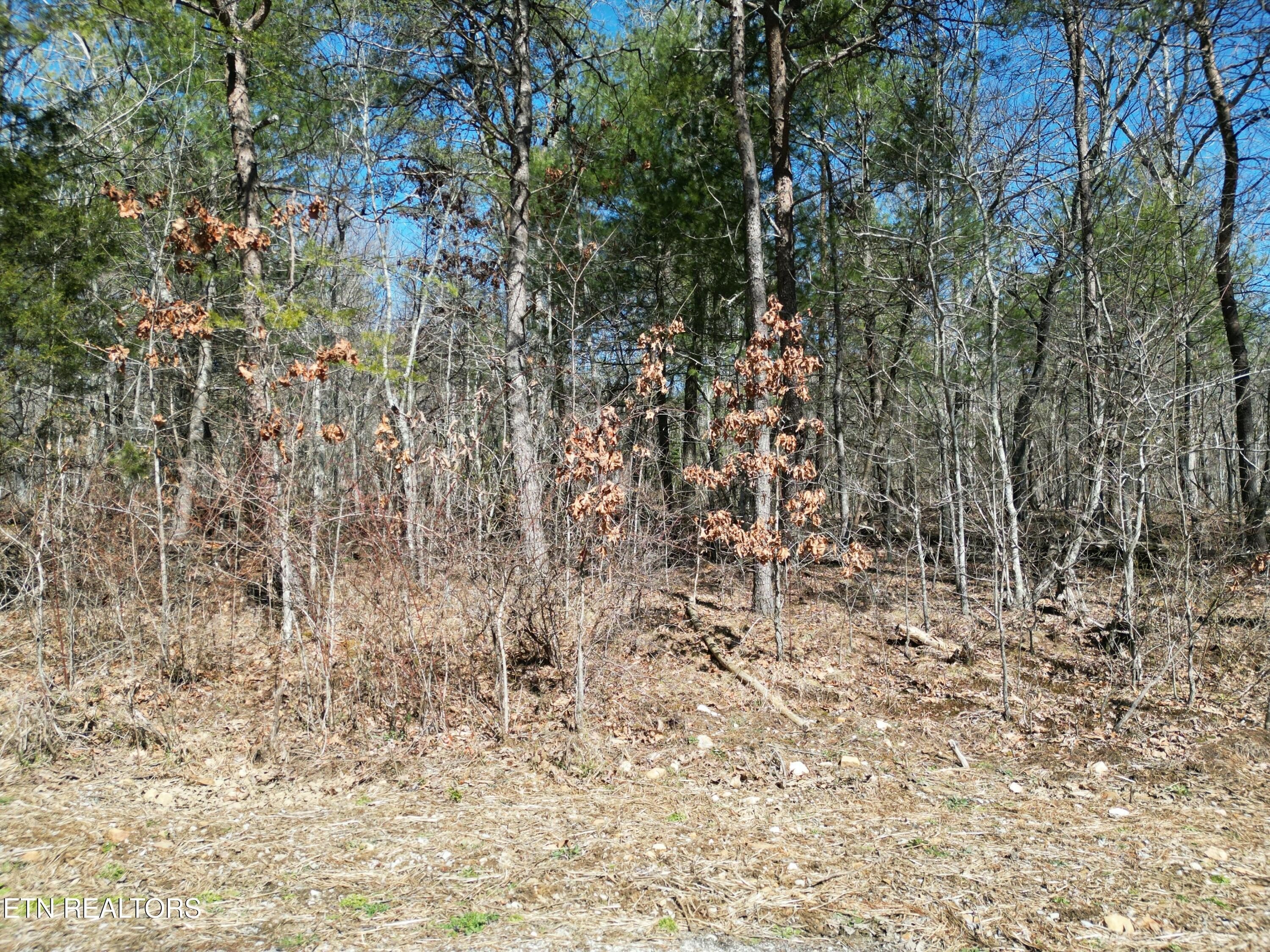 Wooded Lot in Lake Tansi
