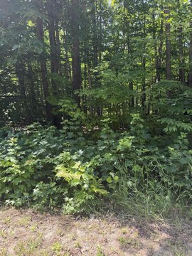 LAND - Mancelona, MI