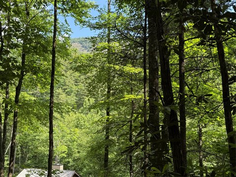 Wooded Mountain Buildable Lot