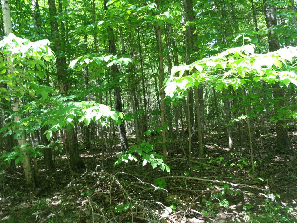 Picture 17