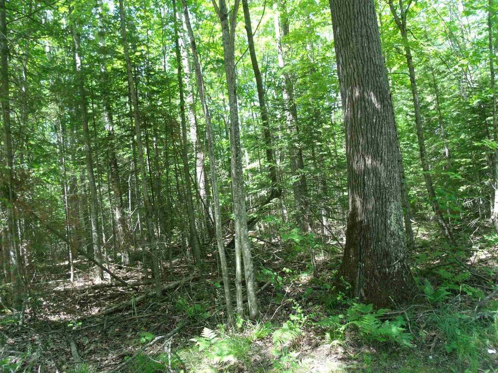 Picture 18
