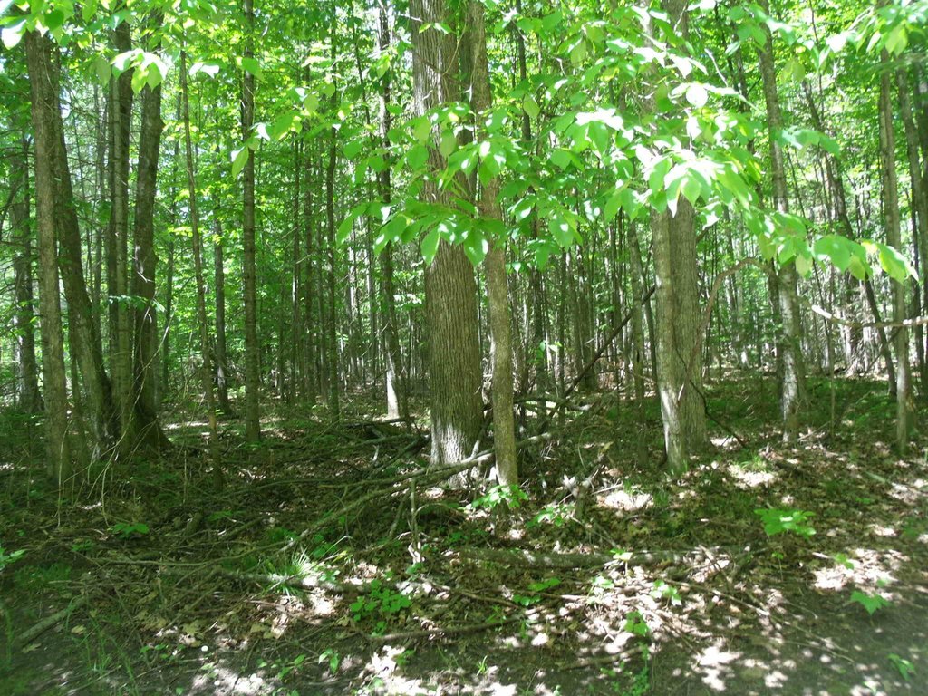 Picture 15