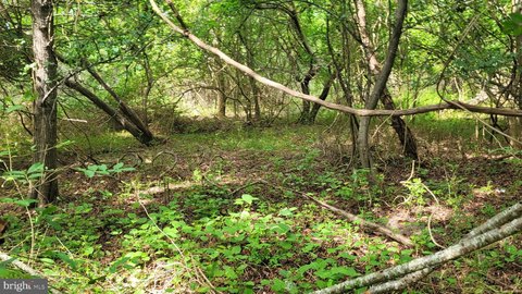 Deal Island Land Opportunity