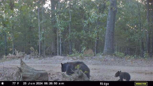 126 Acres Near Bull Shoals