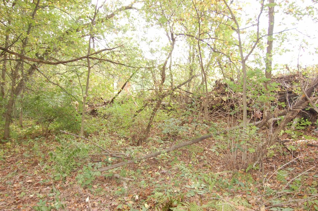Picture 11