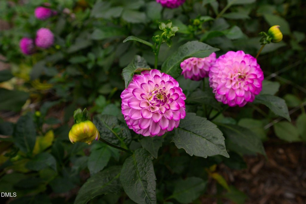 Picture 44