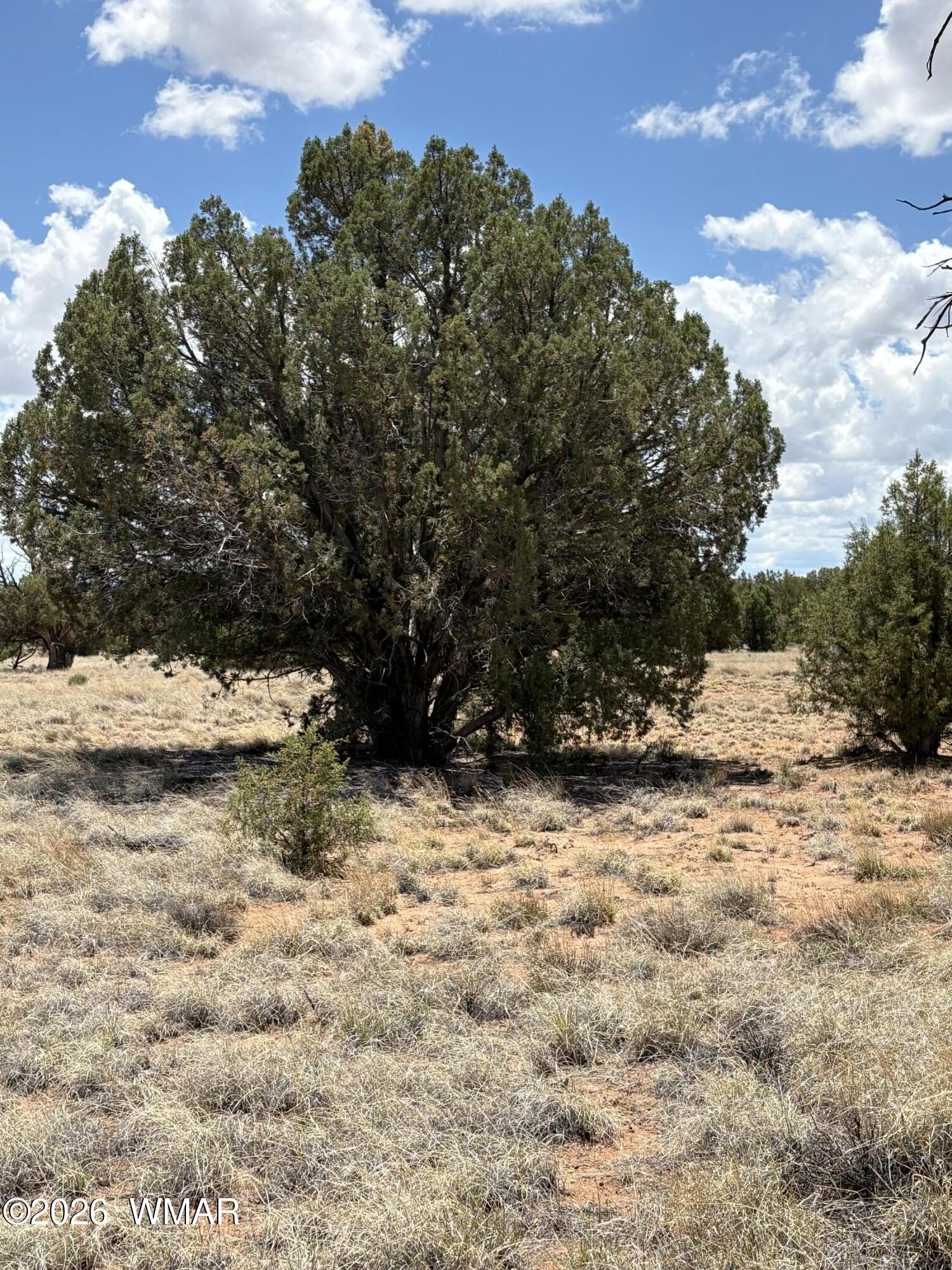 Land Parcel in Concho, AZ