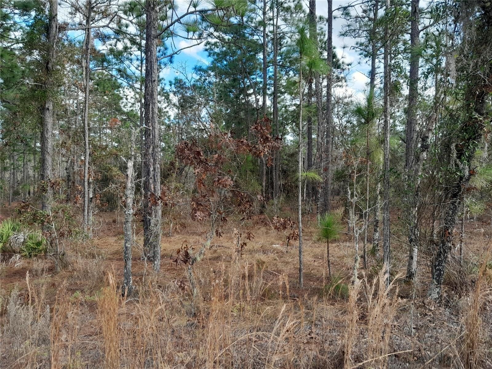 Williston Highlands Building Lot