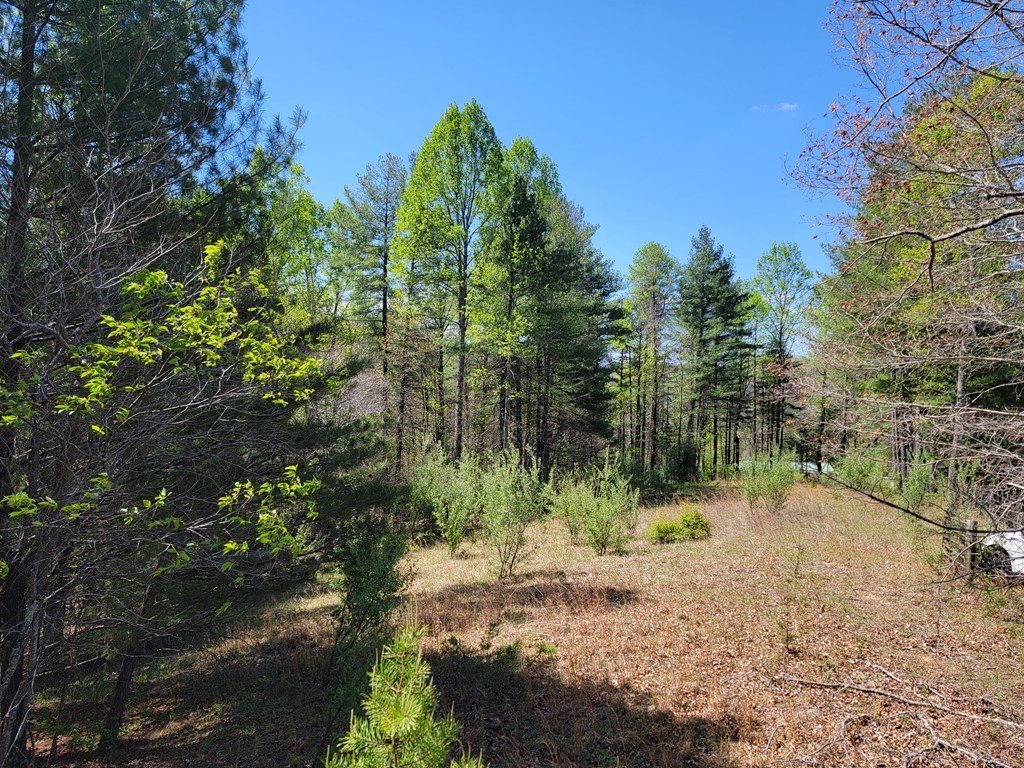 Picture 15