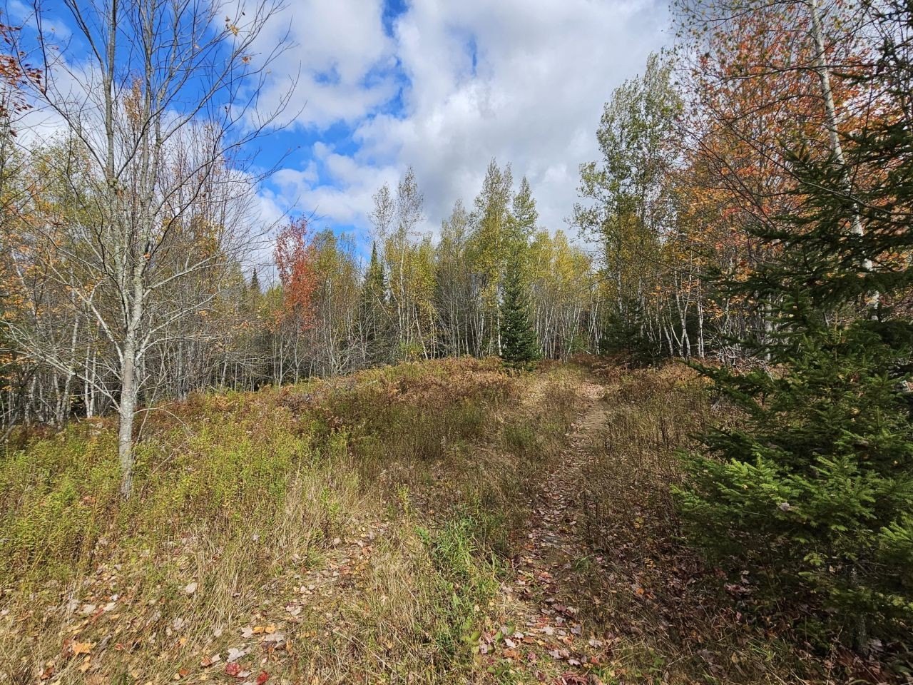 Mariaville, ME - 40 Acres
