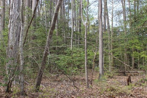 Land, GREENBACKVILLE, VA