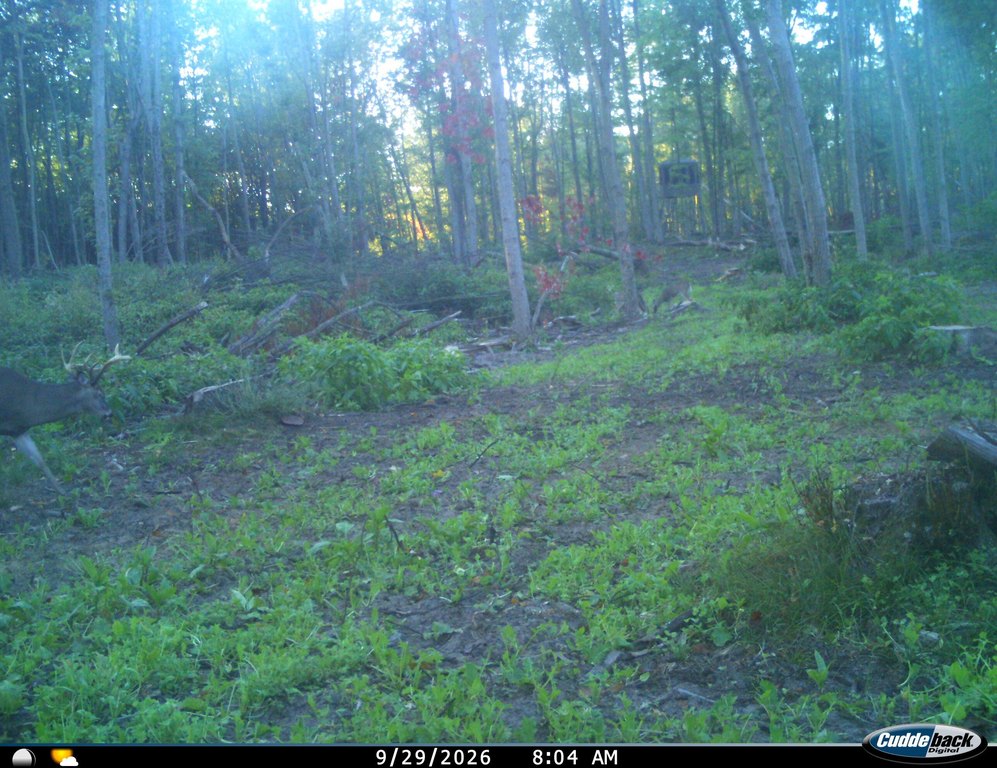 Picture 52