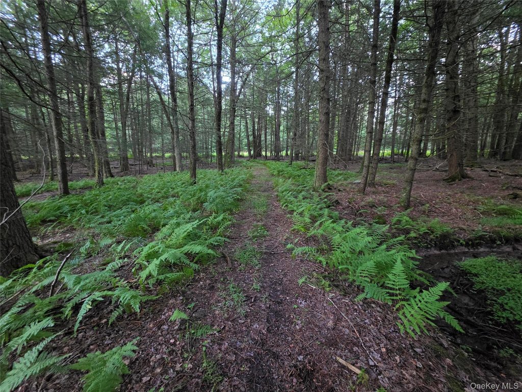 Picture 44