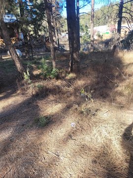 Heavily Wooded Land in Mayhill