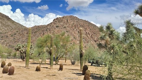Land, Yucca, AZ