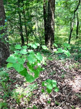 Land for Custom Home in Colbert